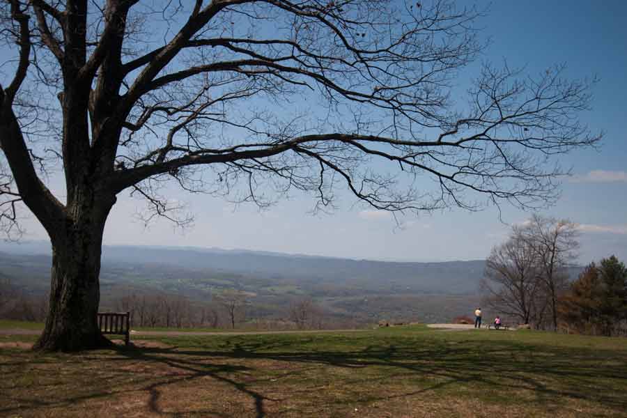 bench under a tree facing view