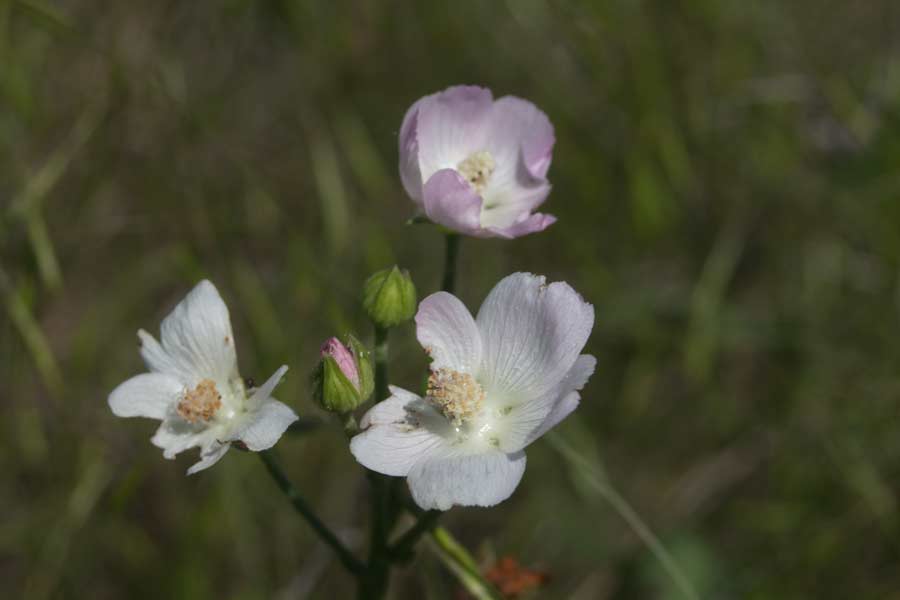 pink flowers