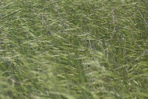 grass