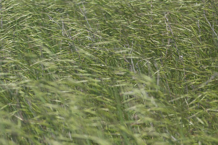 grass
