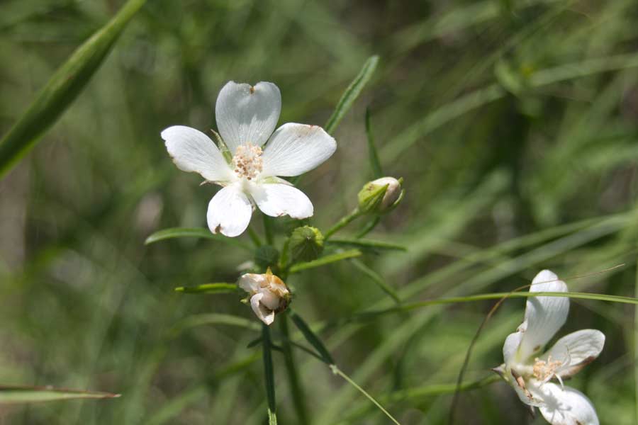 white flowers