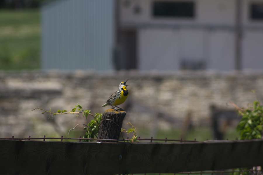 warbler bird