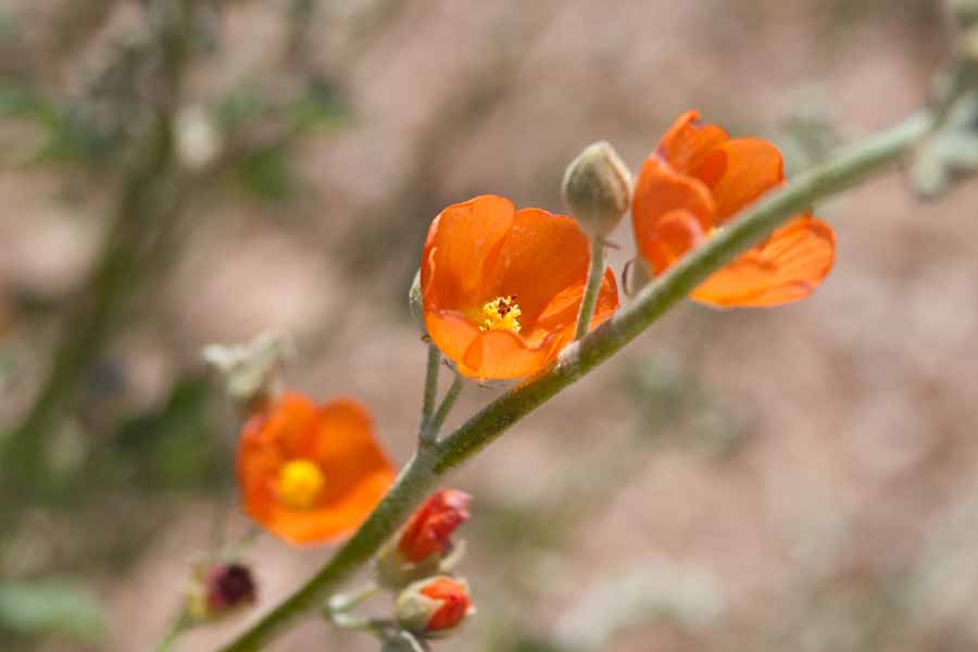 orange flowers