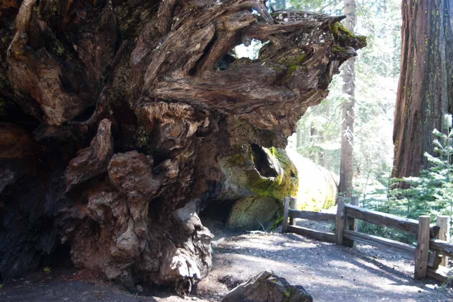 fallen Sequoia