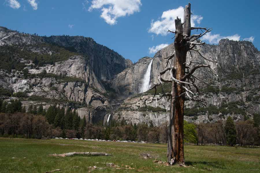 a dead tree in the meadow with waterfall in background