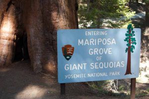 sign for Mariposa Grove of Giant Sequoias