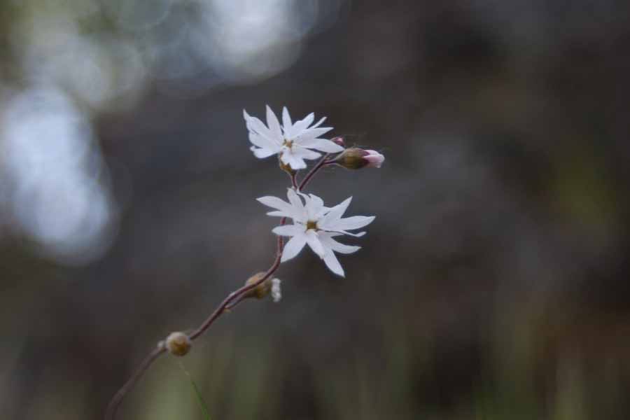 pink flowers