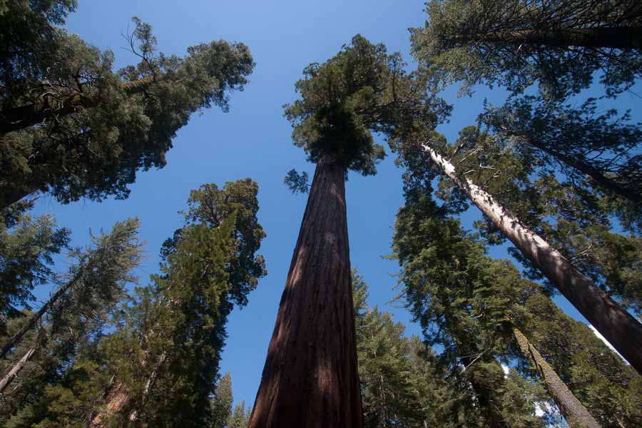 Sequoias