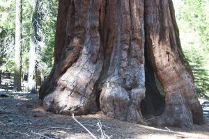 Giant Sequoia trunk