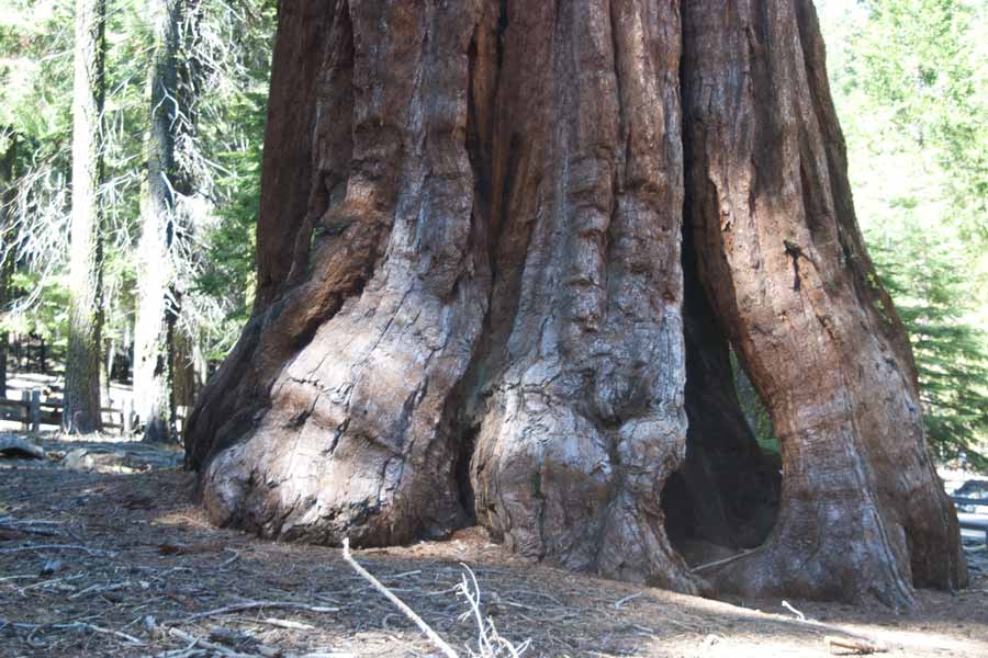 Giant Sequoia trunk