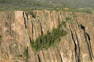 evergreen trees on a slope in the middle of a cliff
