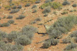 coyote peeks around bush