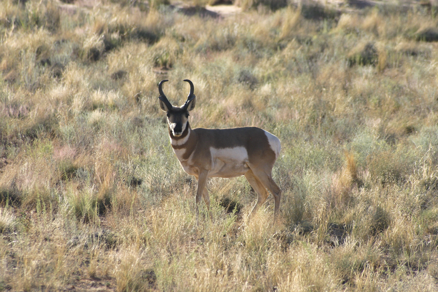 pronghorn