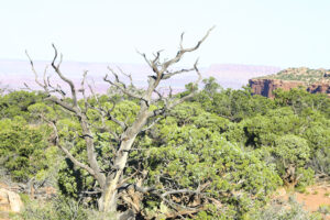 a bare tree overlooking the canyon