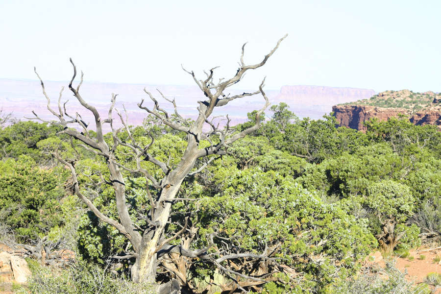 a bare tree overlooking the canyon