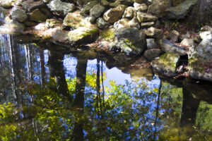 trees reflecting in stream