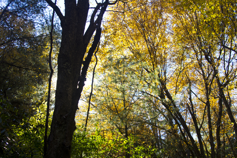 golden trees in sunlight