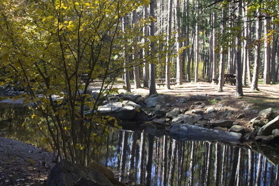 fall tree beside stream and picnic area