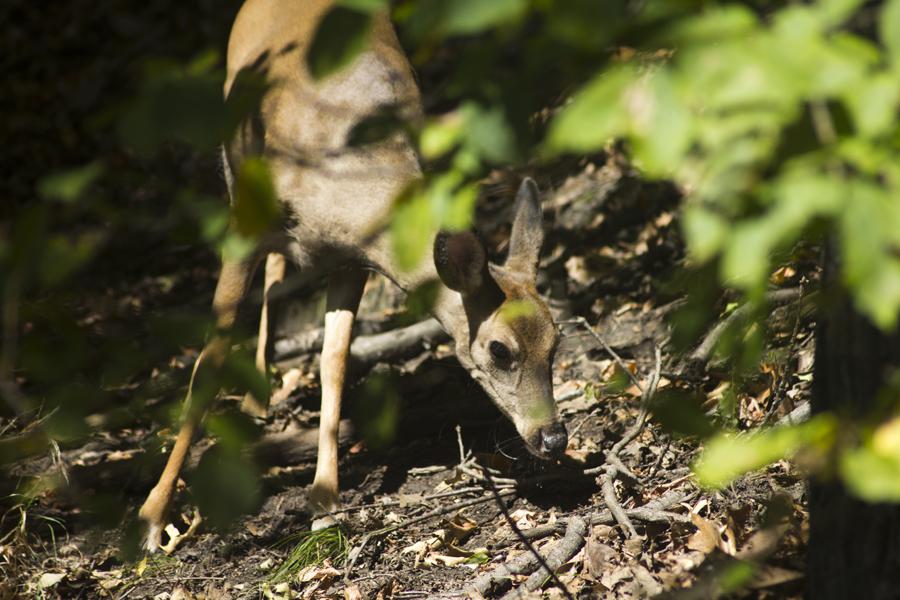 Wildwood Park, Dauphin County, PA