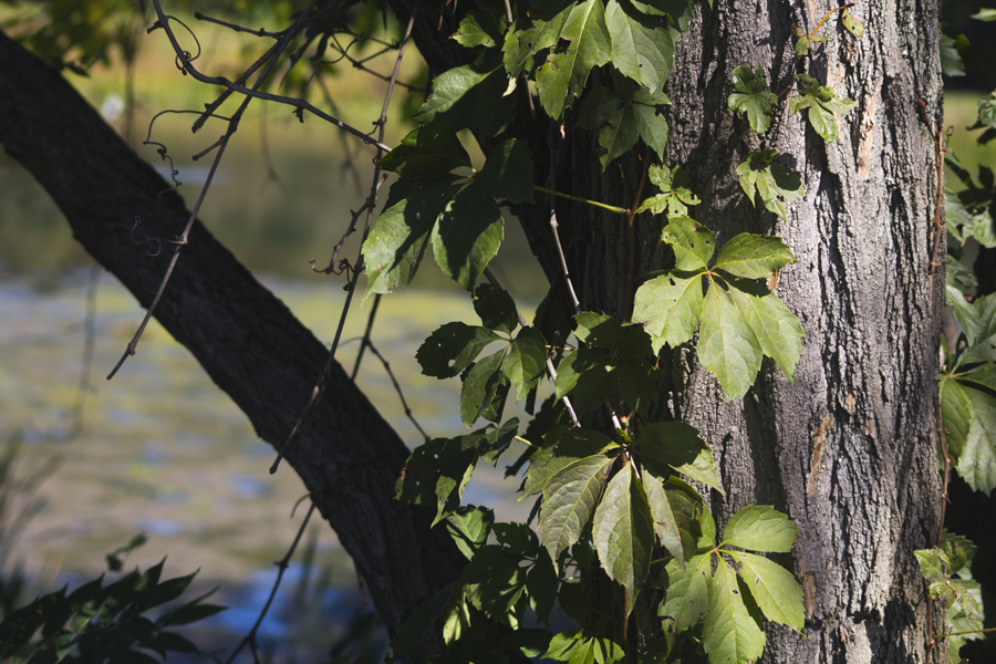 ivy on a tree