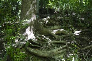 exposed tree roots