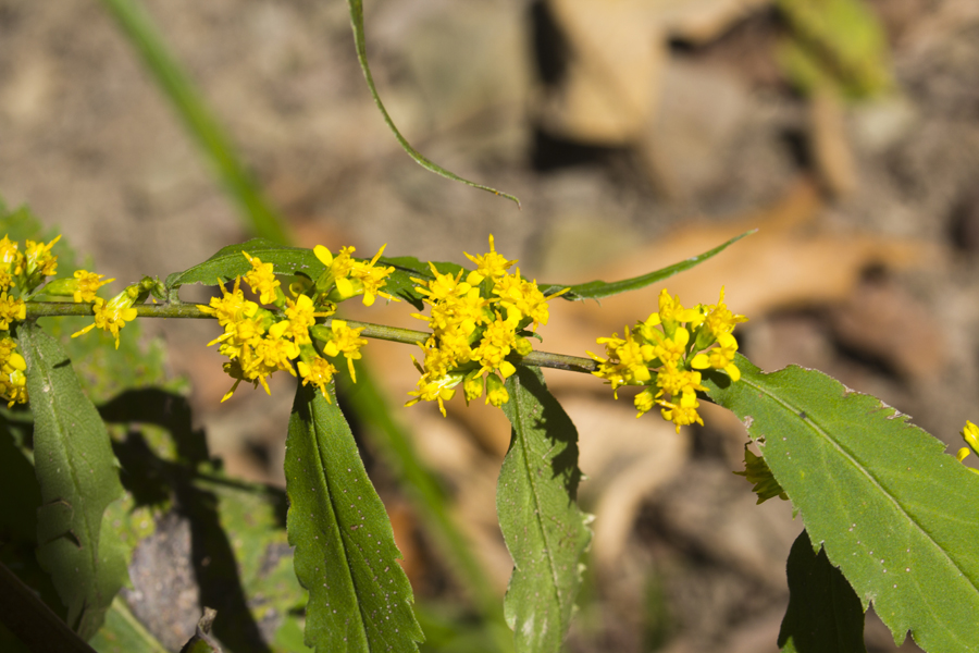 yellow flowers
