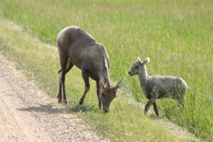 pair of goats, one is a baby