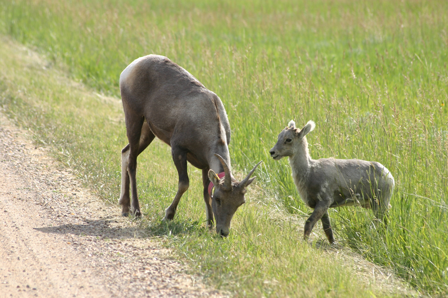 pair of goats, one is a baby