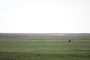 bison way out in a vast field of grass