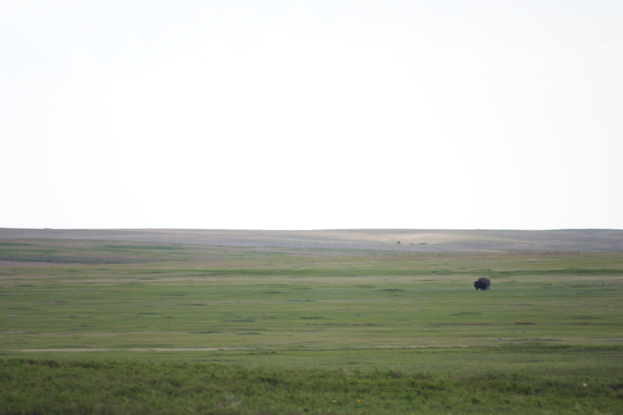 bison way out in a vast field of grass
