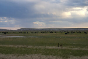 field of cattle