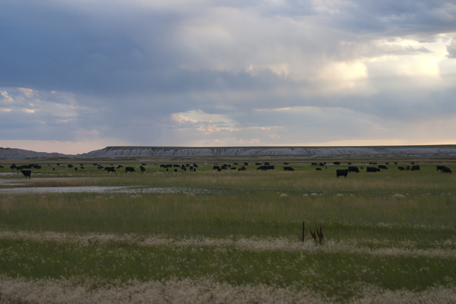 field of cattle