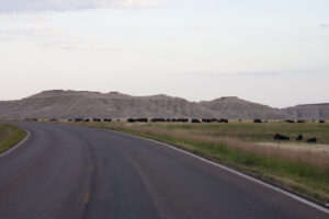 road through Badland cattle country