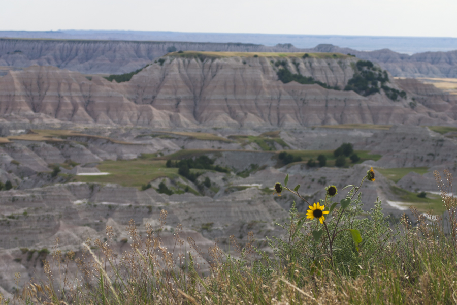 yellow flowers