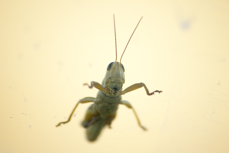grasshopper on windshield