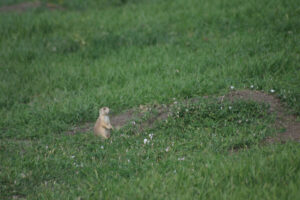 prairie dog