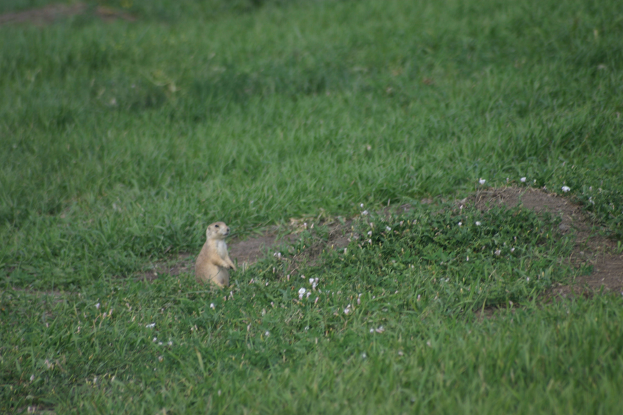 prairie dog
