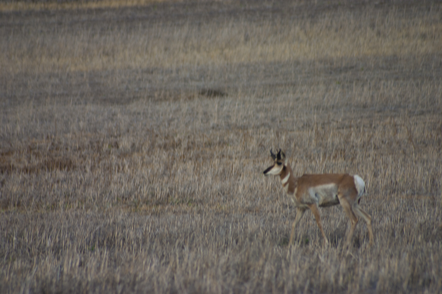 pronghorn