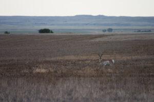 pronghorn in field