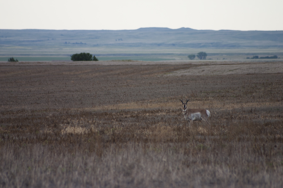 pronghorn in field