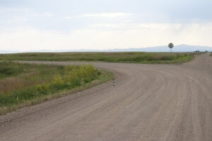 rabbit running down the road