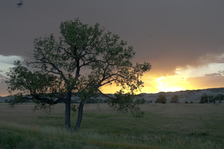 sunset behind a tree