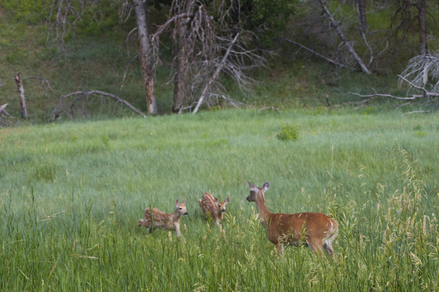 two fawns join mom