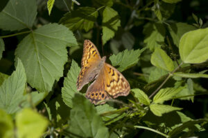butterfly resting on a leaf