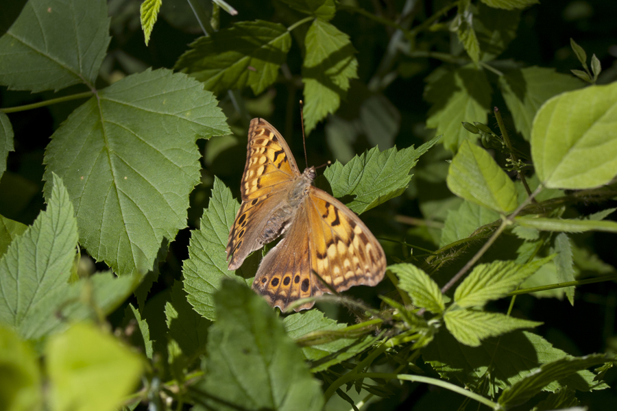 butterfly resting on a leaf