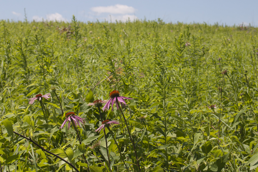 a field with flowers