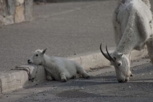 white mountain goats