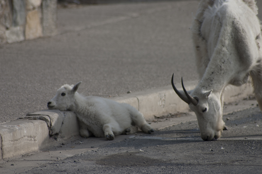 white mountain goats