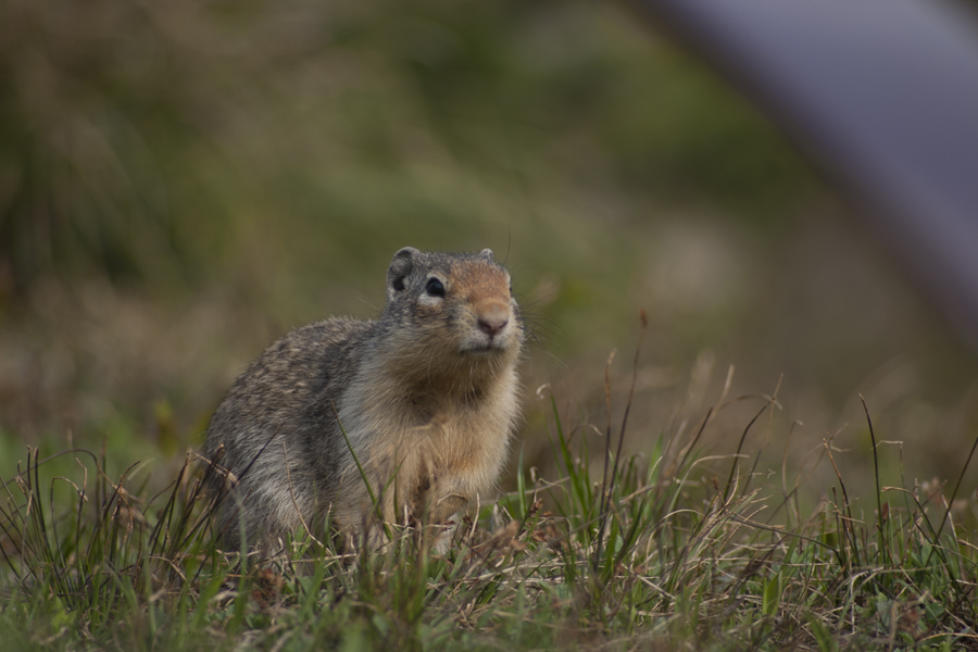 ground squirrel