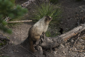 marmot